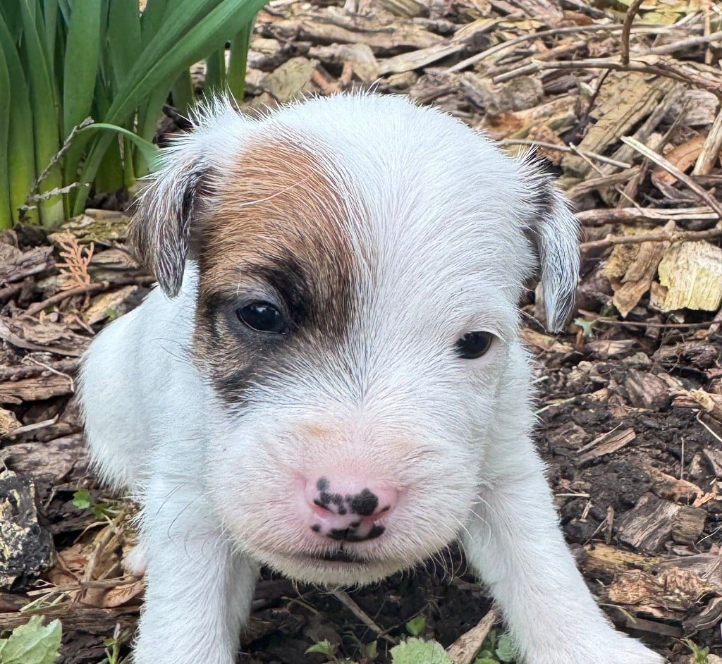 De La Grange Du Moulin - Chiots disponibles - Parson Russell Terrier