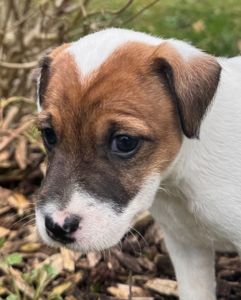 De La Grange Du Moulin - Chiots disponibles - Parson Russell Terrier