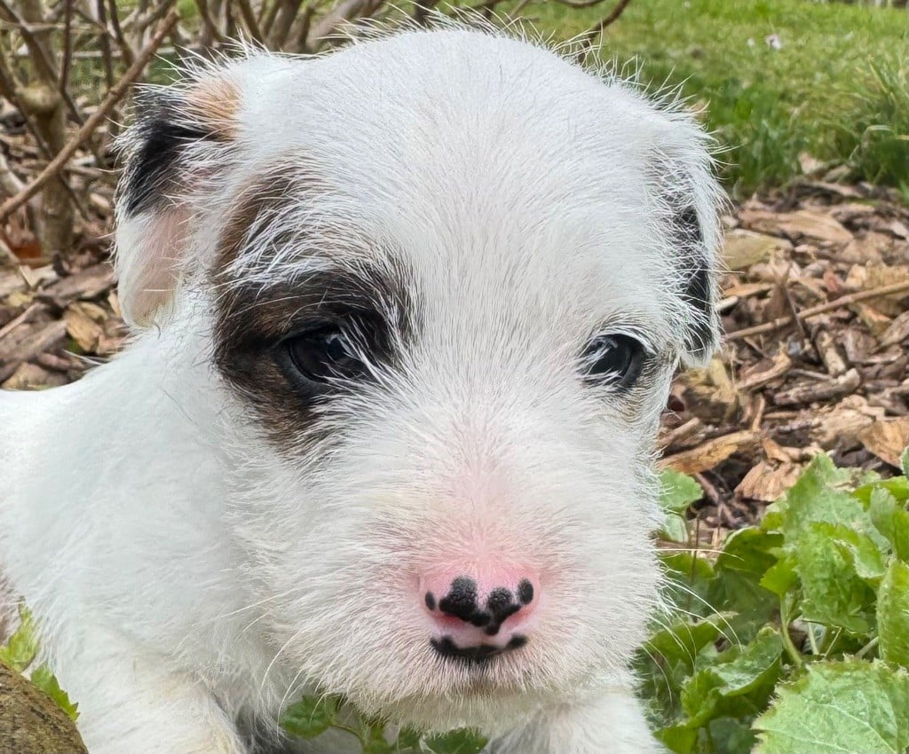 De La Grange Du Moulin - Chiots disponibles - Parson Russell Terrier