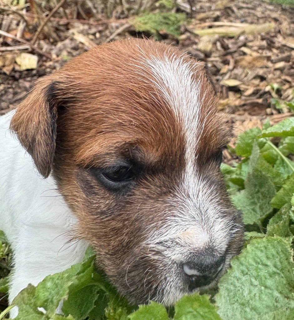 De La Grange Du Moulin - Chiots disponibles - Parson Russell Terrier