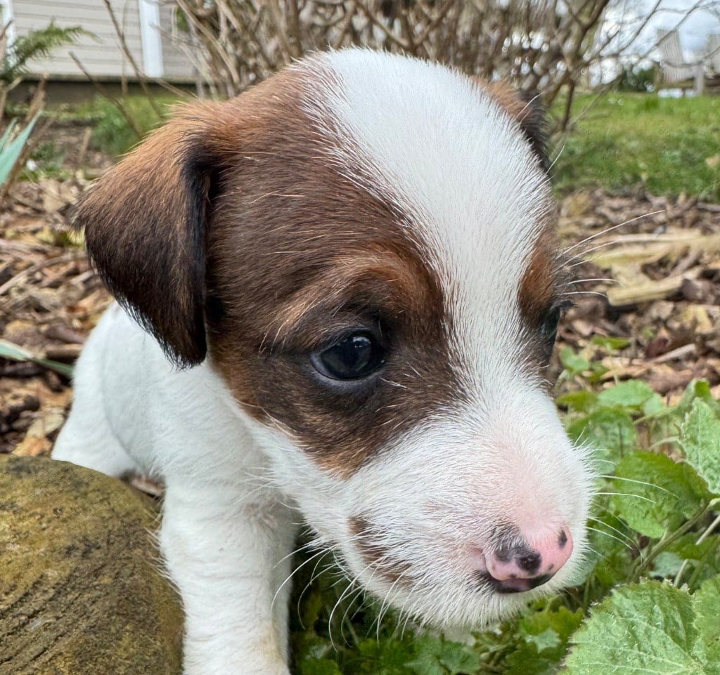 De La Grange Du Moulin - Chiots disponibles - Parson Russell Terrier