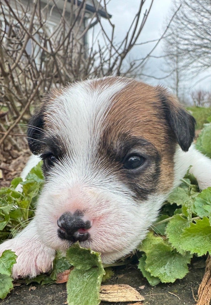 De La Grange Du Moulin - Chiots disponibles - Parson Russell Terrier