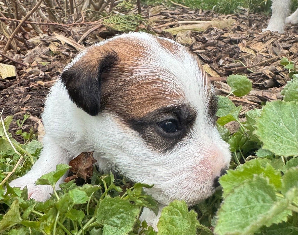 De La Grange Du Moulin - Chiots disponibles - Parson Russell Terrier