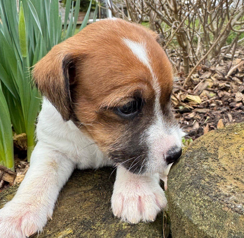 De La Grange Du Moulin - Chiots disponibles - Parson Russell Terrier