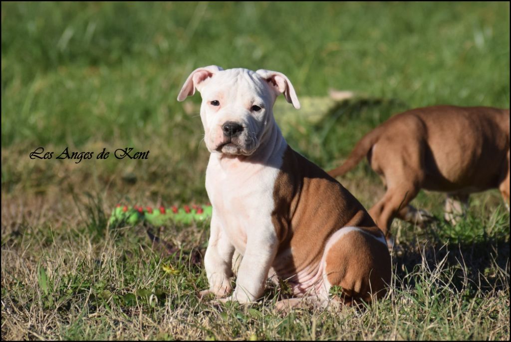 Des Anges De Kent - Chiots disponibles - American Staffordshire Terrier