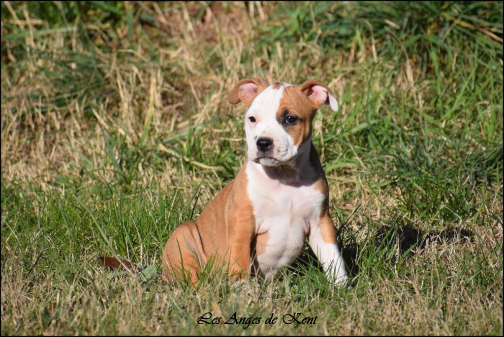 Des Anges De Kent - Chiots disponibles - American Staffordshire Terrier