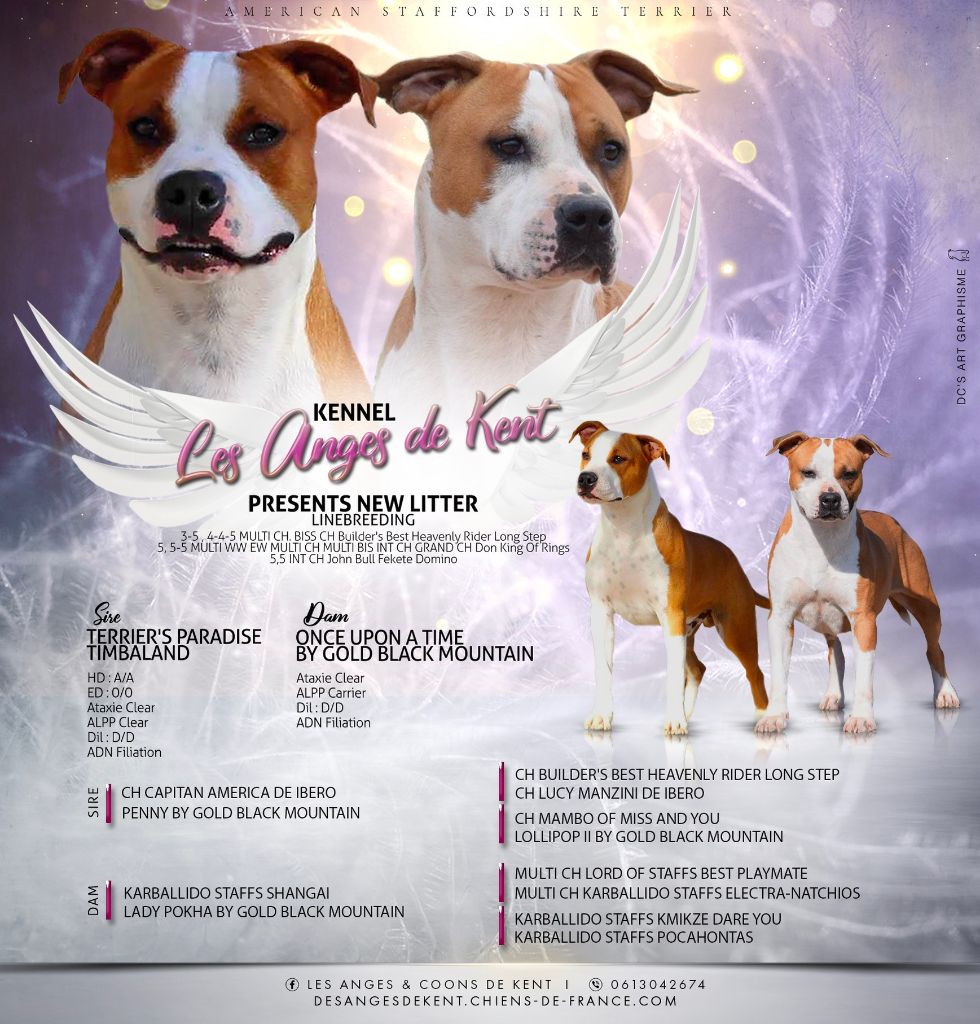 Des Anges De Kent - American Staffordshire Terrier - Portée née le 29/07/2024