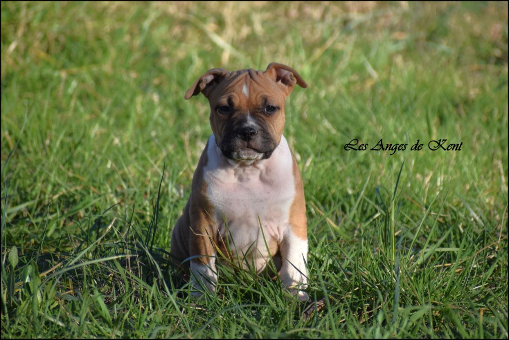 Des Anges De Kent - Chiots disponibles - American Staffordshire Terrier