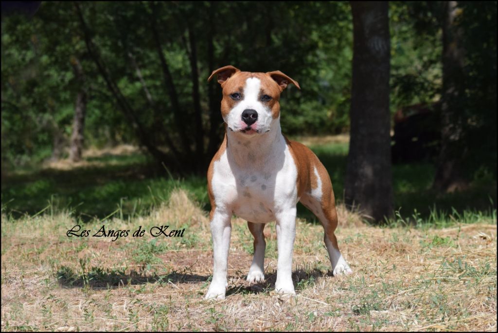 Des Anges De Kent - American Staffordshire Terrier - Portée née le 08/08/2023