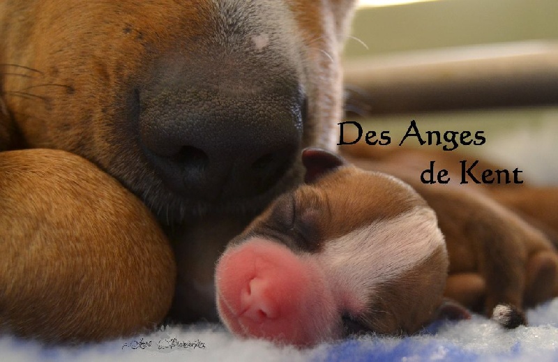 Des Anges De Kent - American Staffordshire Terrier - Portée née le 07/06/2014