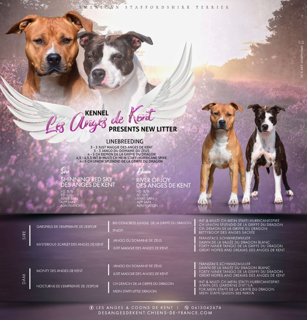 Des Anges De Kent - American Staffordshire Terrier - Portée née le 04/11/2023