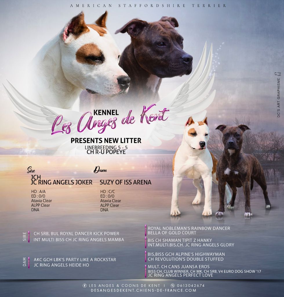 Des Anges De Kent - American Staffordshire Terrier - Portée née le 16/02/2024