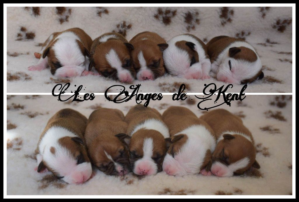 Des Anges De Kent - American Staffordshire Terrier - Portée née le 05/03/2023