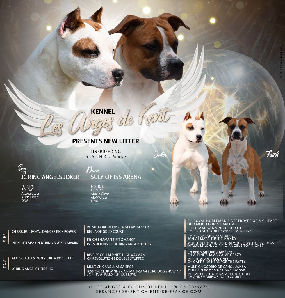 Des Anges De Kent - American Staffordshire Terrier - Portée née le 18/12/2024