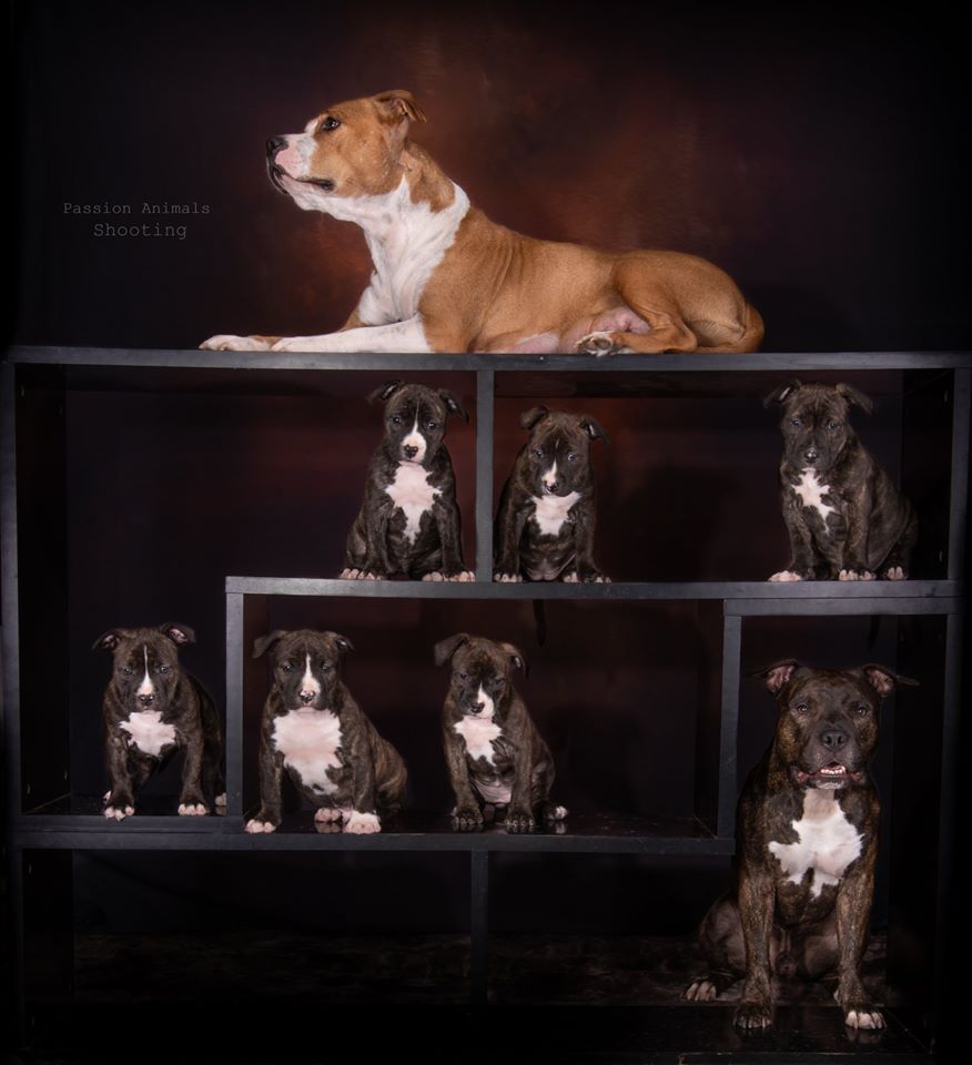 Des Anges De Kent - American Staffordshire Terrier - Portée née le 18/10/2019