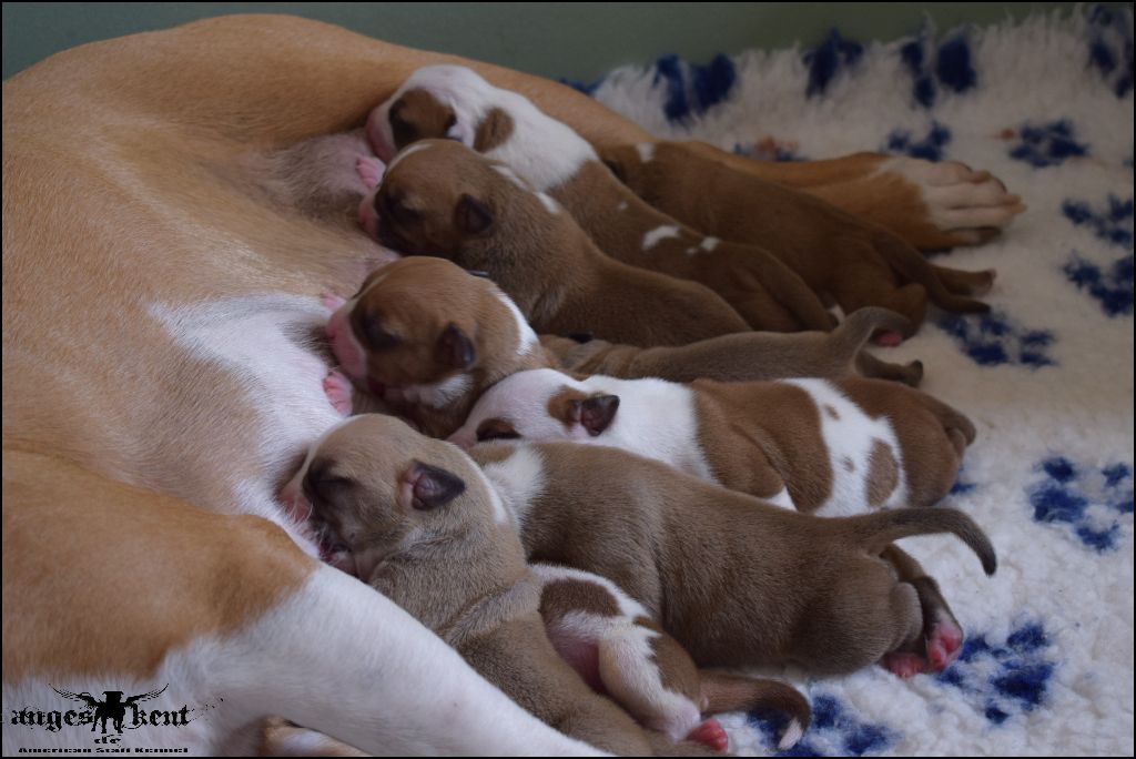 Des Anges De Kent - American Staffordshire Terrier - Portée née le 05/04/2018