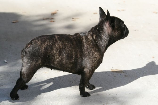 LE PYOMETRE OU METRITE CHEZ LA CHIENNE