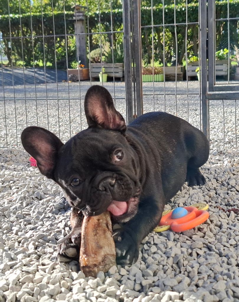 Chiot Bouledogue français Des Trois Elfes Du Bois D'Amour