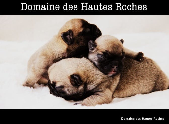 Du Domaine Des Hautes Roches - Les bébés sont nés !!!