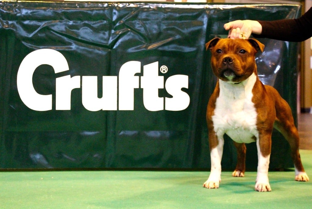 Staffinity - Le petit clown à la CRUFTS 