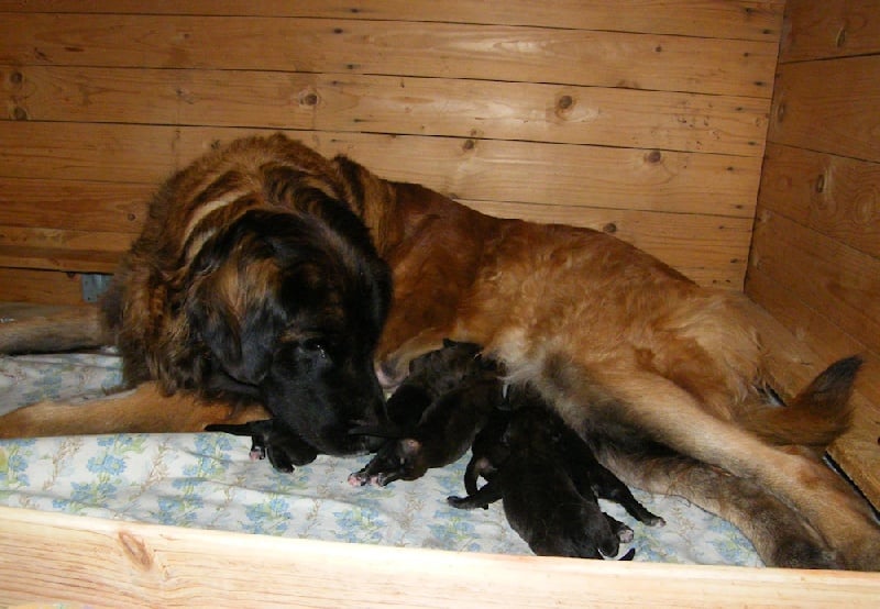 nagybobanya - Leonberger - Portée née le 03/02/2012