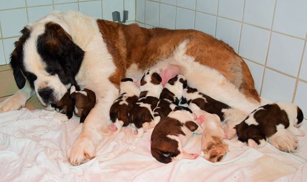 Des Sources De Gouesch - Chien du Saint-Bernard - Portée née le 17/09/2018