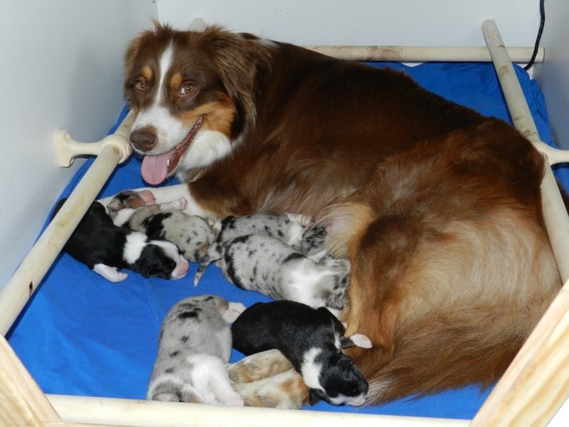 Chiot Berger Australien De La Vallée Des Hurlevents