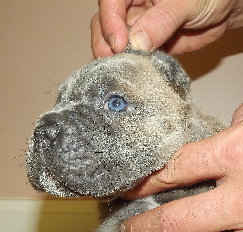 Des Légions De Sparte - Cane Corso - Portée née le 10/09/2013