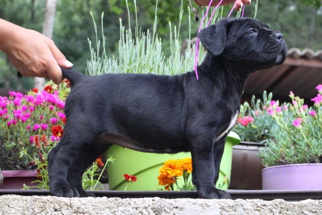 Des Légions De Sparte - Chiots disponibles - Cane Corso