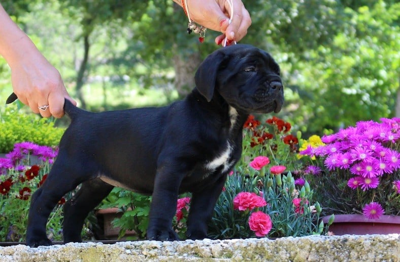 Des Légions De Sparte - Chiots disponibles - Cane Corso