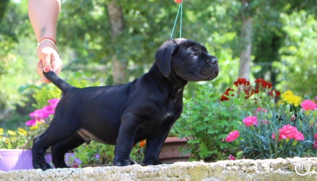 Des Légions De Sparte - Chiots disponibles - Cane Corso