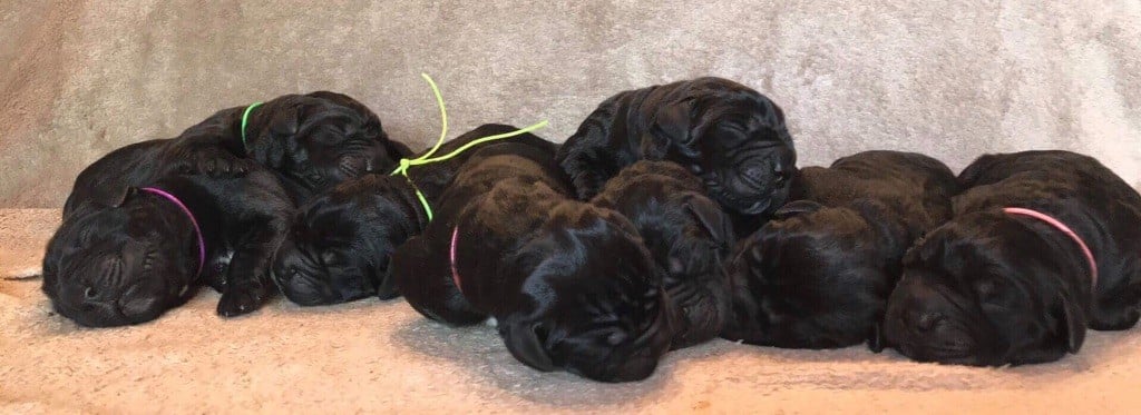 Chiot Cane Corso Des Légions De Sparte