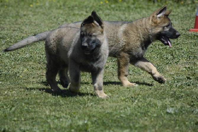 Du Domaine De Fontblanche - Nouvelles photos des chiots en ligne