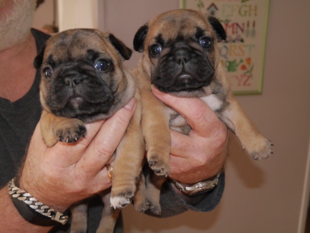 Chiot Bouledogue français Du Berceau D'Ellora