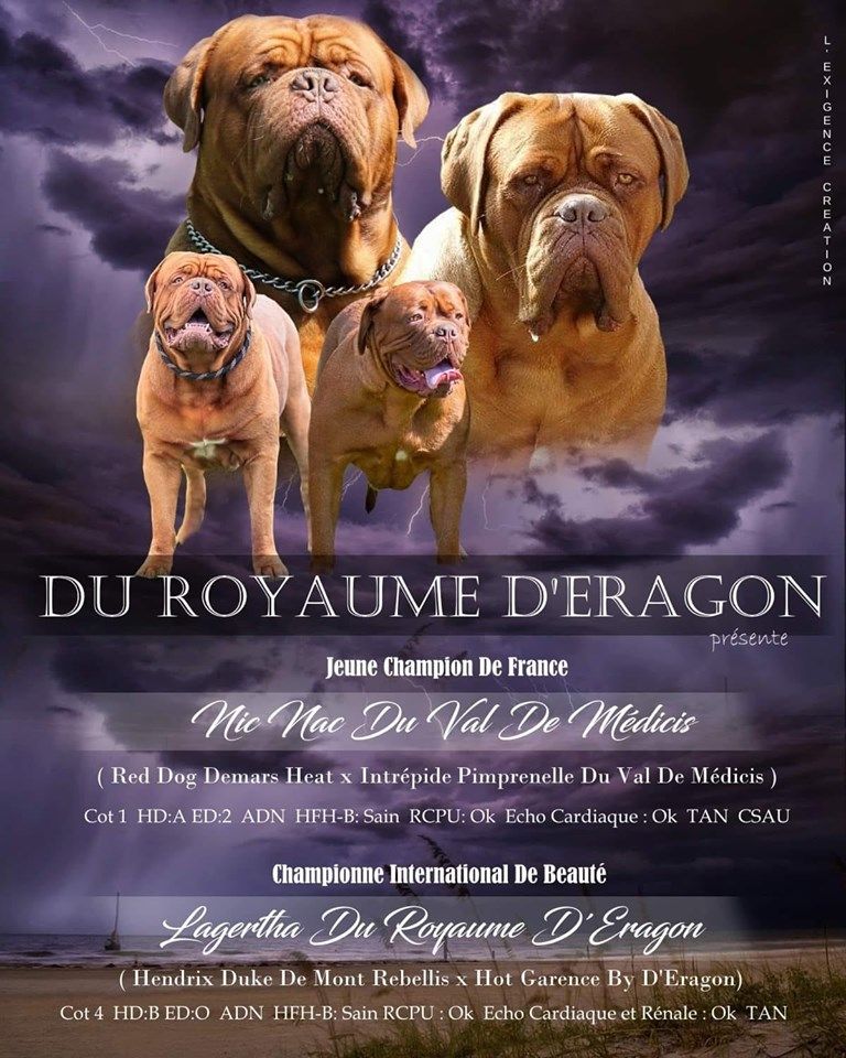 Du Royaume D'eragon - naissance prévue debut juillet 2019