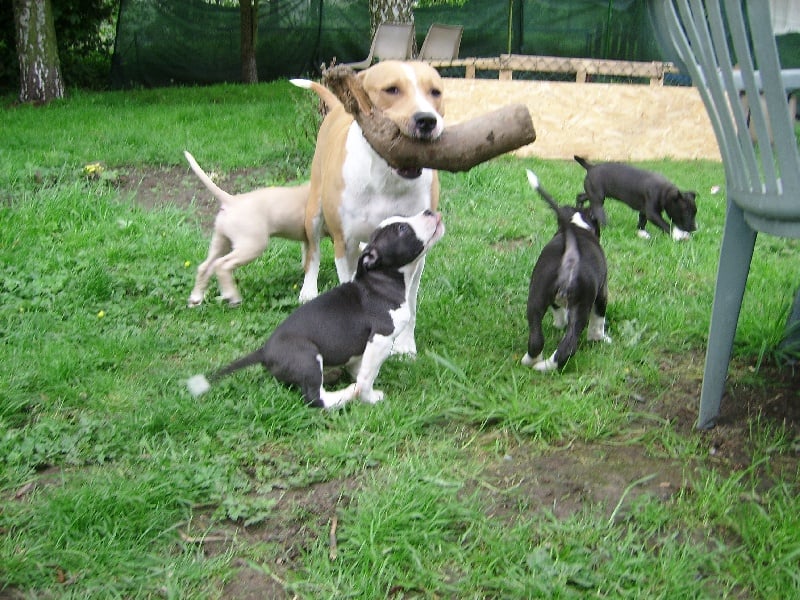 Du Royaume D'eragon - American Staffordshire Terrier - Portée née le 08/03/2012