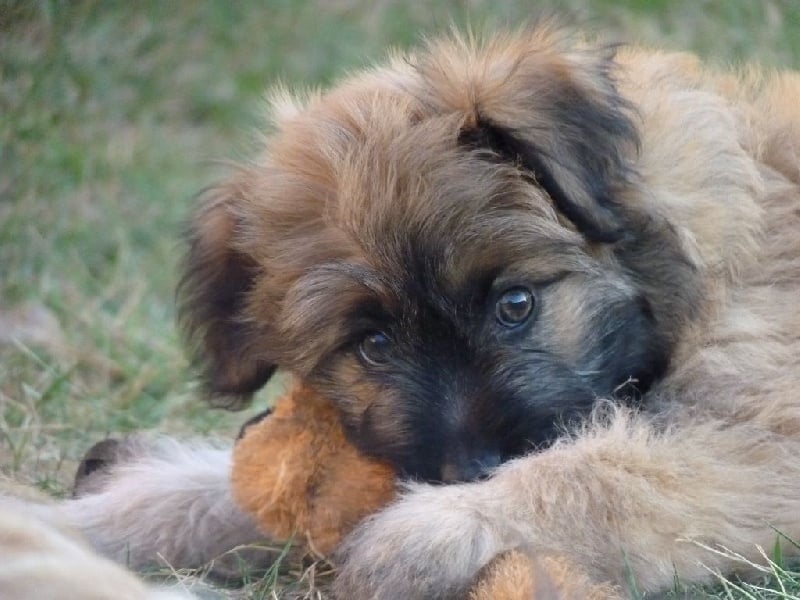 Chiot Berger des Pyrenees à poil long De L'etoile De La Bergerie