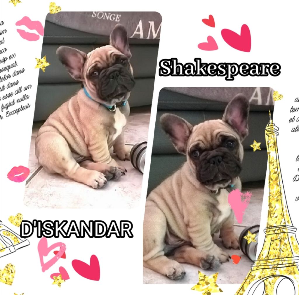 Luxestory's - SHAKESPEARE D'ISKANDAR 