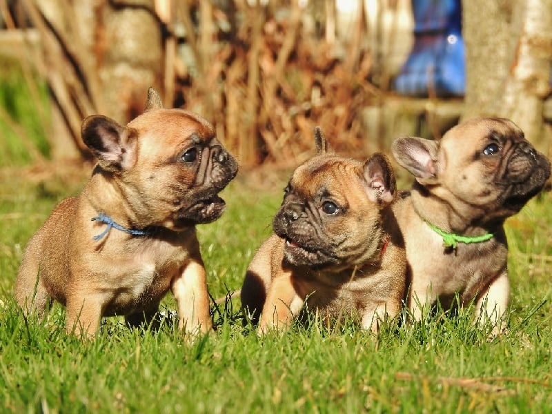 Chiot Bouledogue français Luxestory's