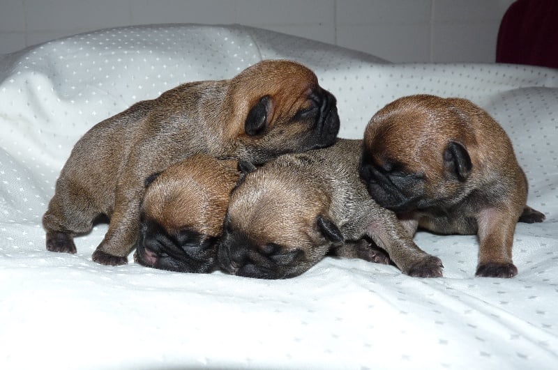 Chiot Bouledogue français Luxestory's