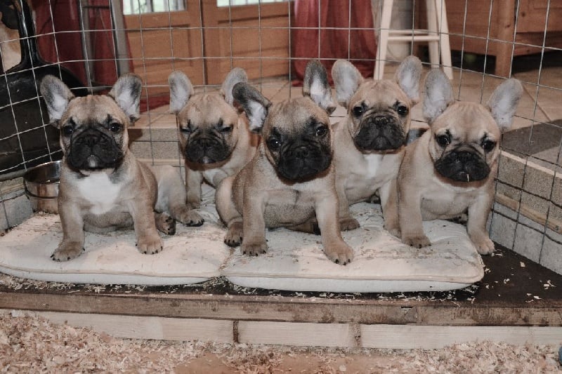 Chiot Bouledogue français Luxestory's