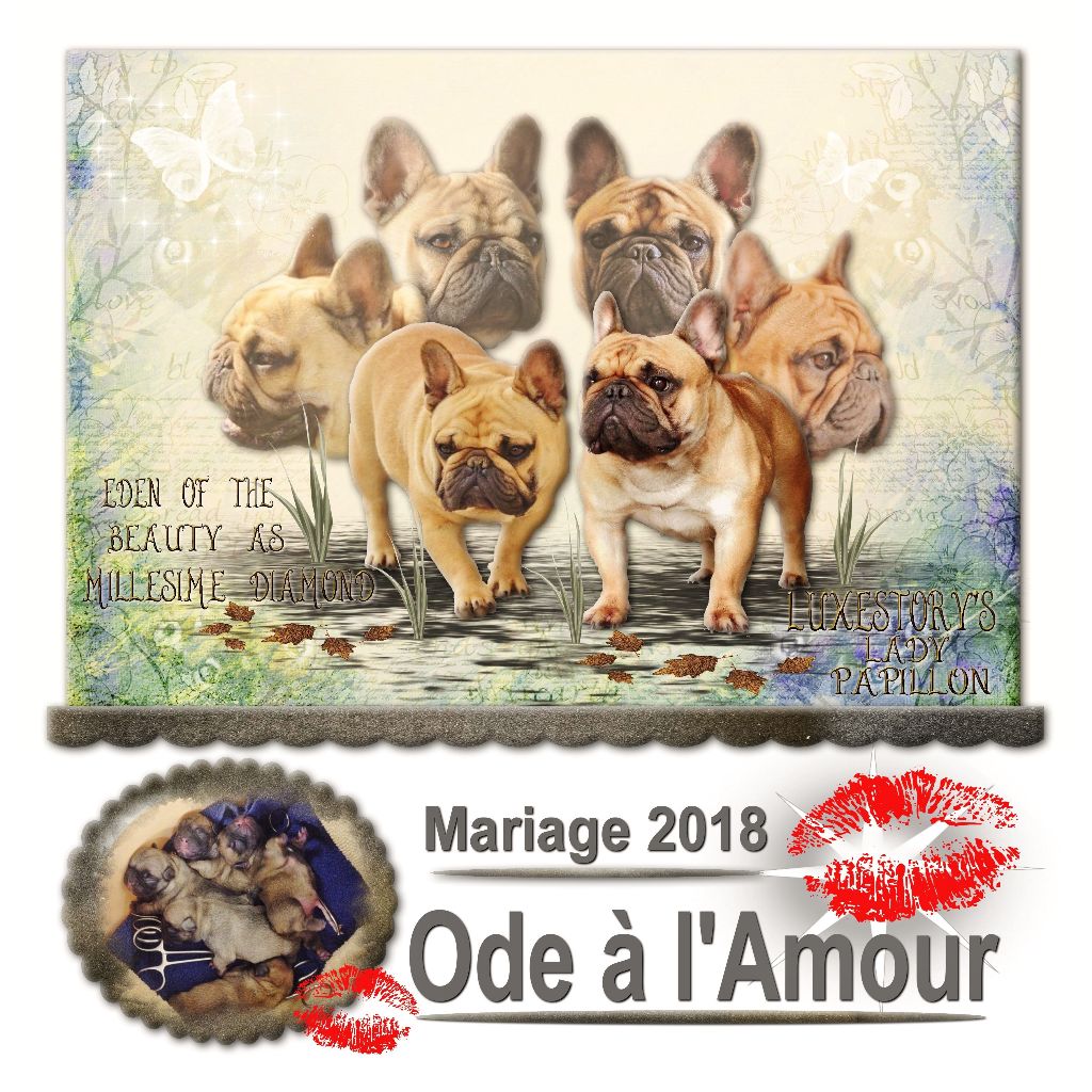 Chiot Bouledogue français Luxestory's