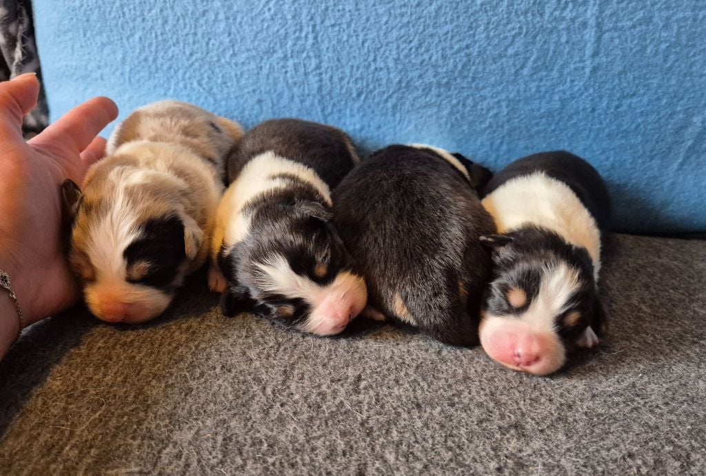 Chiot Berger Australien Des Anges De Crystal