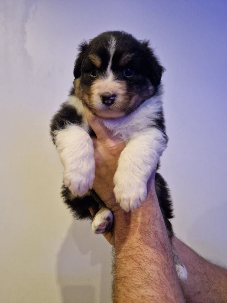 Des Anges De Crystal - Chiots disponibles - Berger Australien