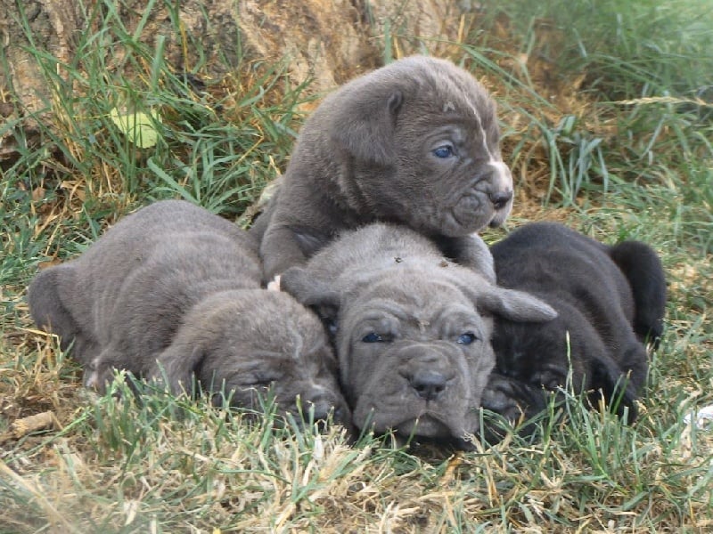 De la ravine des bambous - Cane Corso - Portée née le 02/07/2014