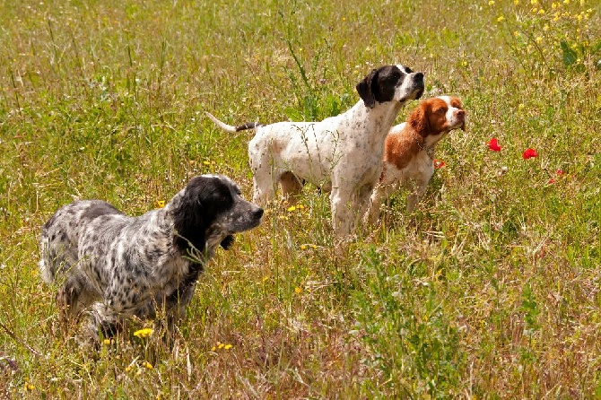 du chant des campanes dorées - Chiots de Baya et d'Emario