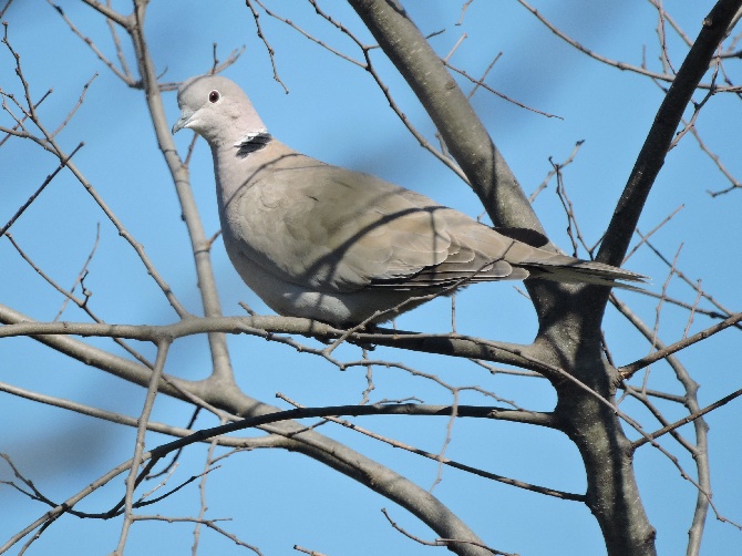 du chant des campanes dorées - images nature 