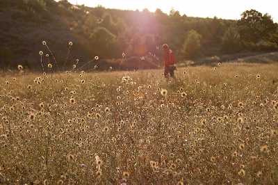 du chant des campanes dorées - Images en provence l'été