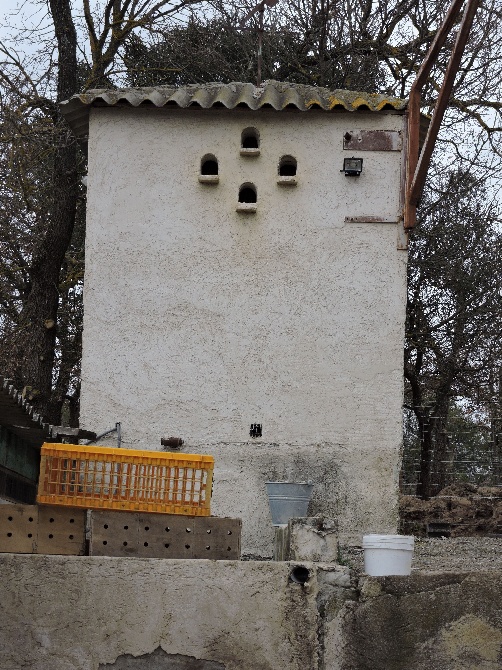 du chant des campanes dorées - Mon pigeonnier