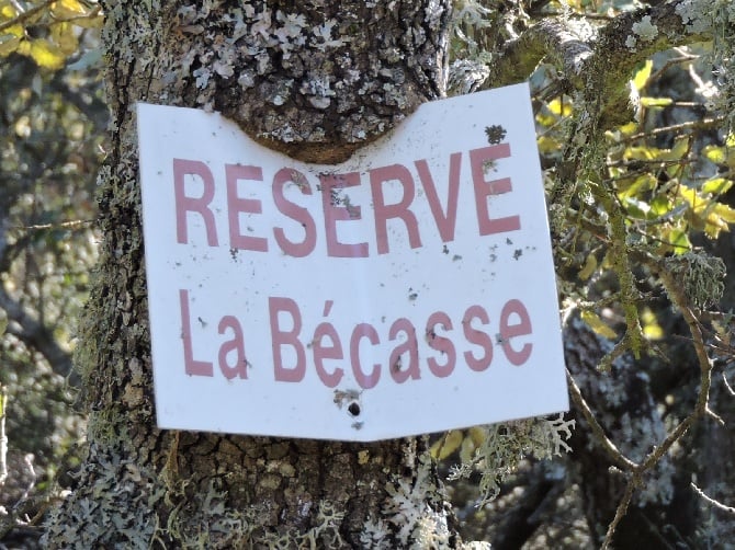 du chant des campanes dorées - Saison bécasse